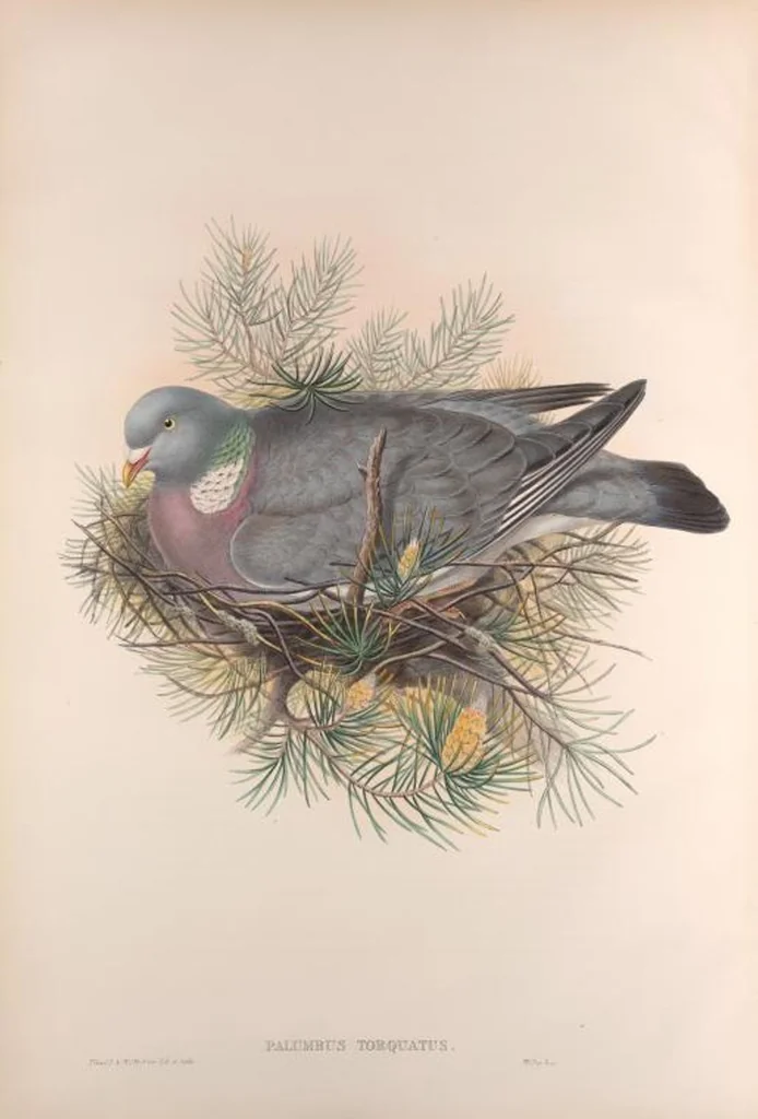 An illustration from The birds of Great Britain, 1862, leaf 204