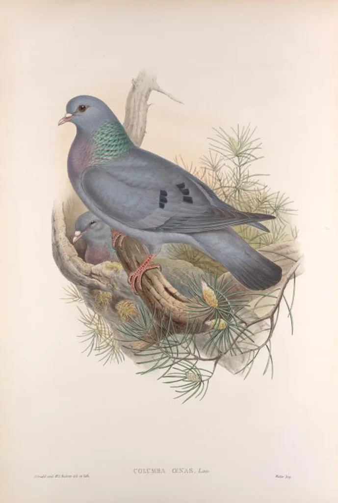 An illustration from The birds of Great Britain, 1862, leaf 205