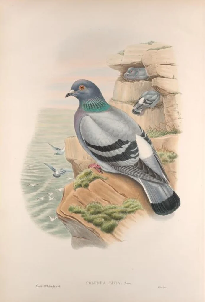 An illustration from The birds of Great Britain, 1862, leaf 206