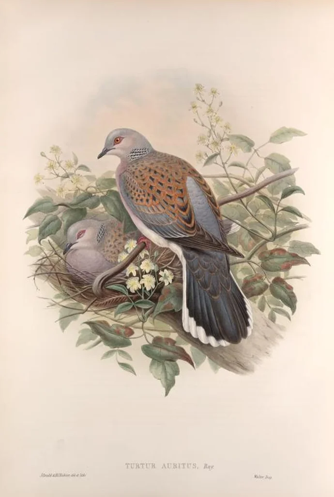 An illustration from The birds of Great Britain, 1862, leaf 207