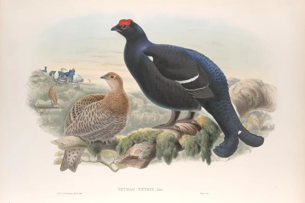 An illustration from The birds of Great Britain, 1862, leaf 209