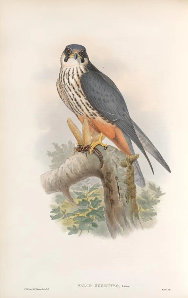 An illustration from The birds of Great Britain, 1862, leaf 21