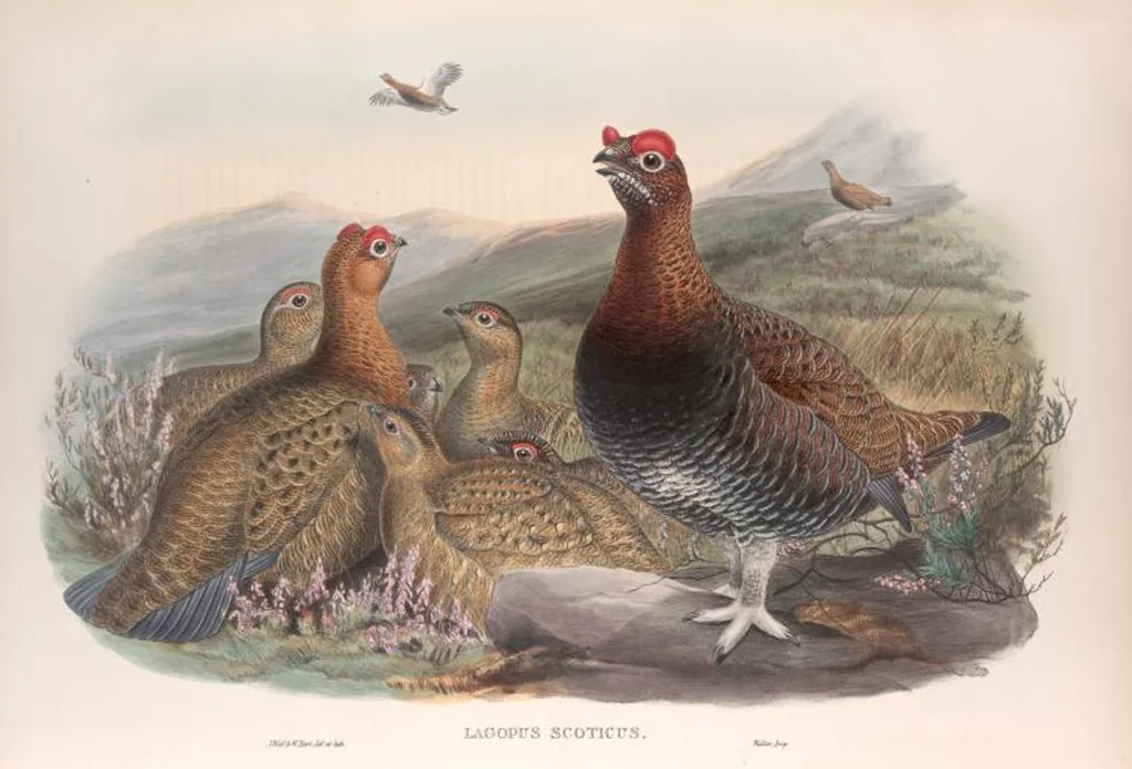 An illustration from The birds of Great Britain, 1862, leaf 210