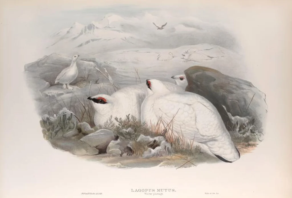 An illustration from The birds of Great Britain, 1862, leaf 211