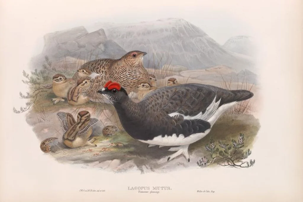 An illustration from The birds of Great Britain, 1862, leaf 212