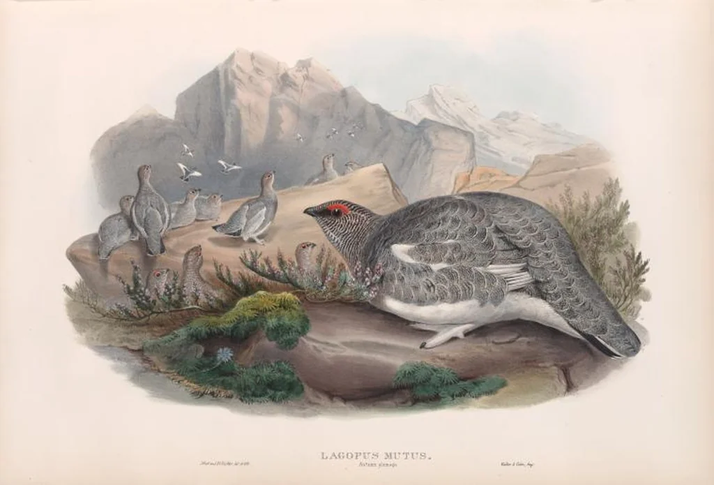 An illustration from The birds of Great Britain, 1862, leaf 213