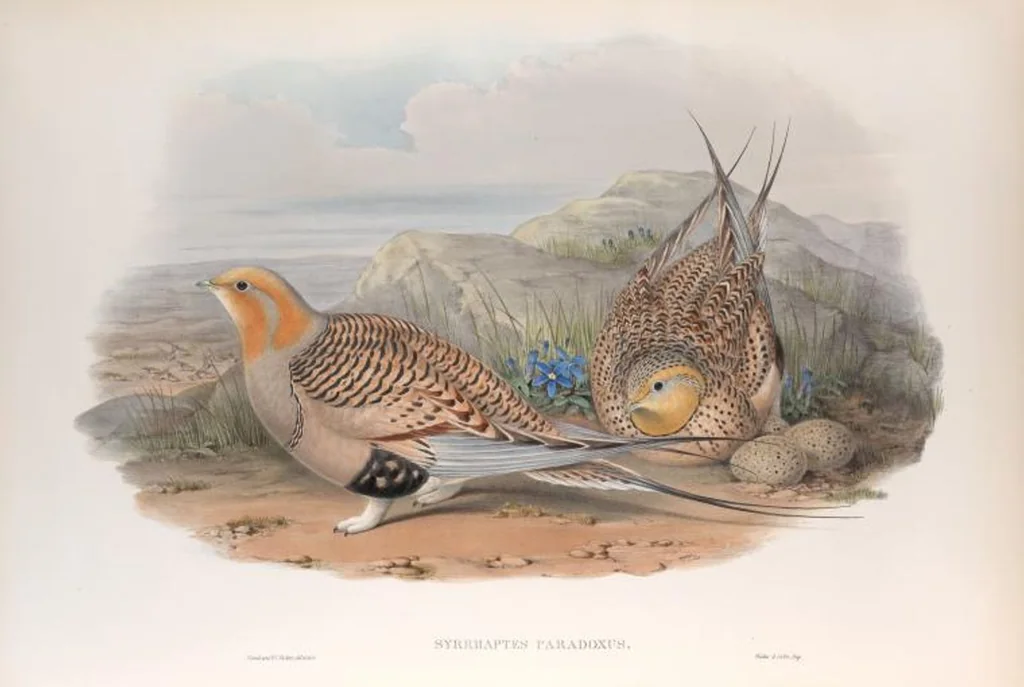 An illustration from The birds of Great Britain, 1862, leaf 214