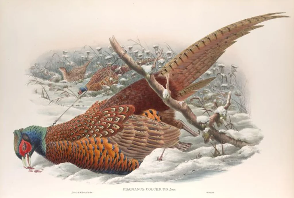 An illustration from The birds of Great Britain, 1862, leaf 215