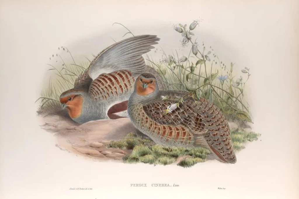 An illustration from The birds of Great Britain, 1862, leaf 216