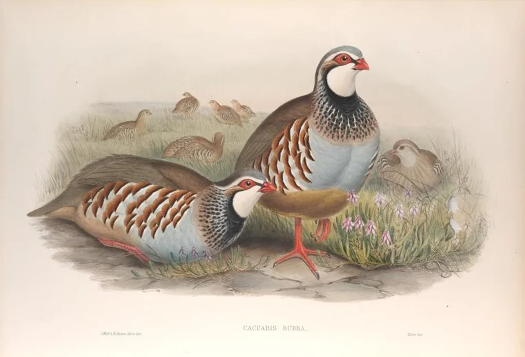 An illustration from The birds of Great Britain, 1862, leaf 217