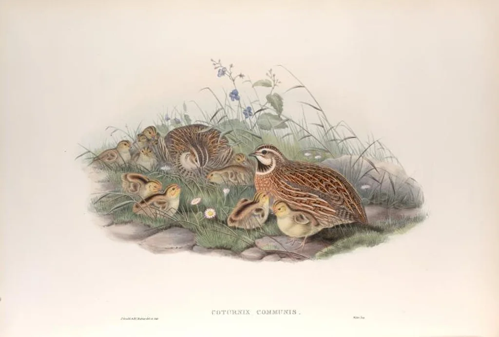 An illustration from The birds of Great Britain, 1862, leaf 218