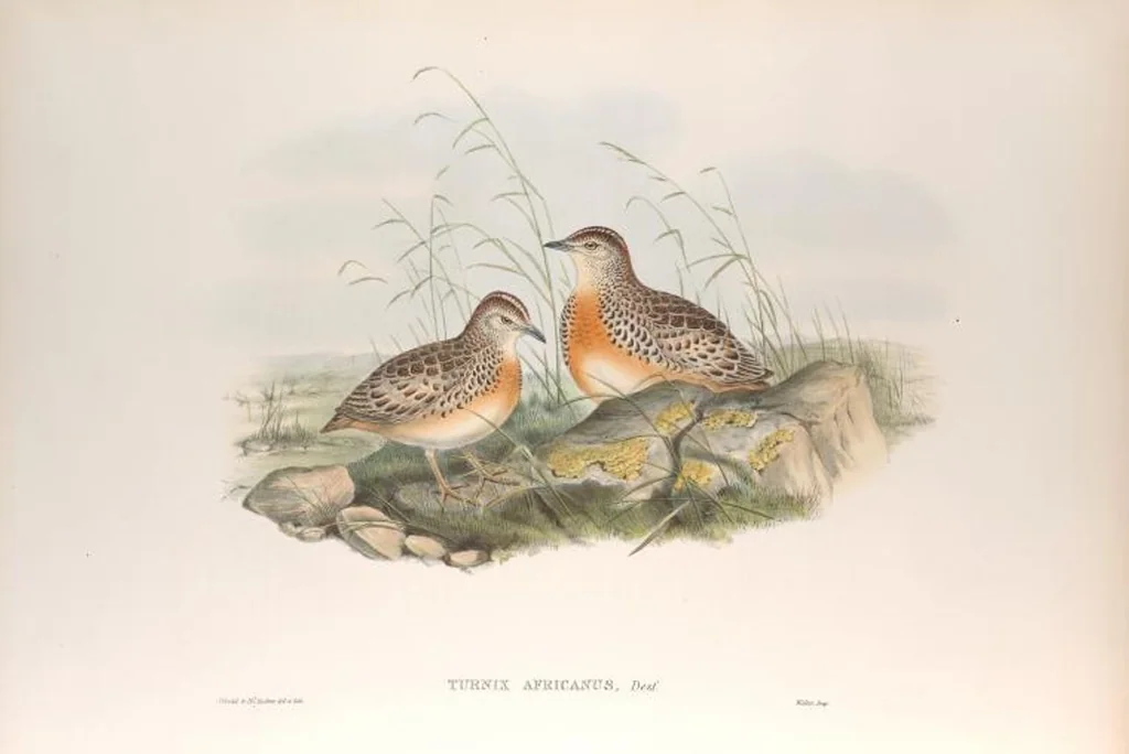 An illustration from The birds of Great Britain, 1862, leaf 219