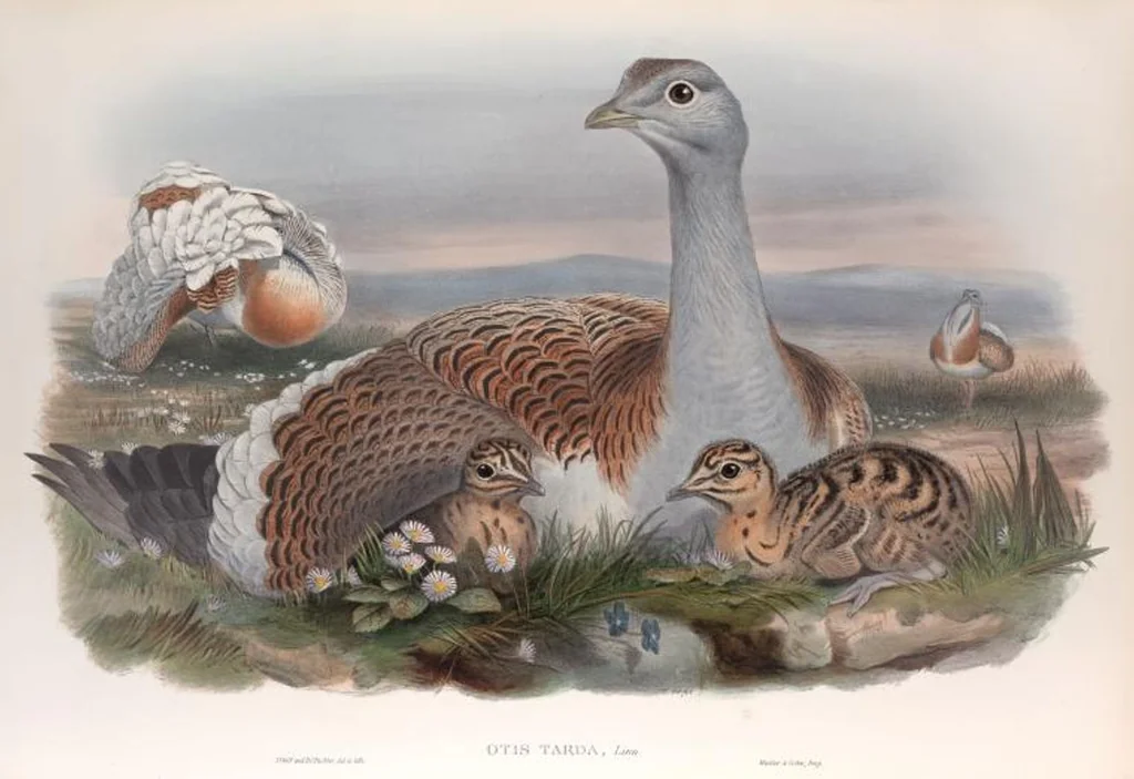 An illustration from The birds of Great Britain, 1862, leaf 220