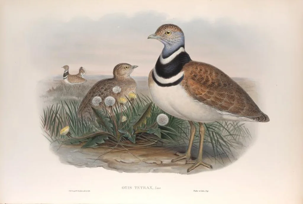 An illustration from The birds of Great Britain, 1862, leaf 221