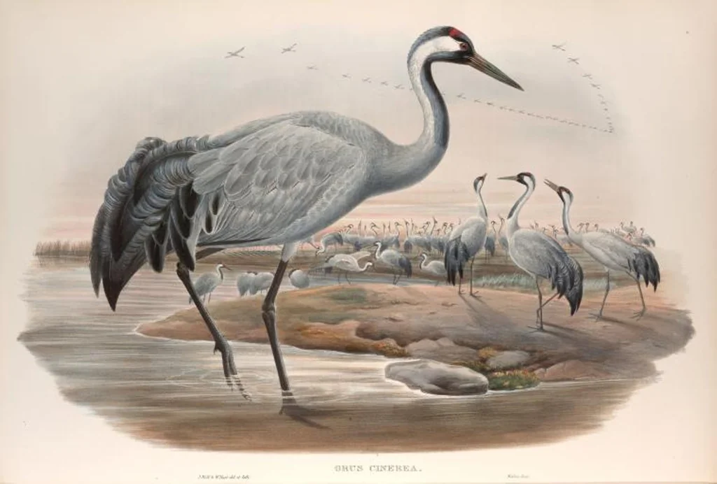 An illustration from The birds of Great Britain, 1862, leaf 222