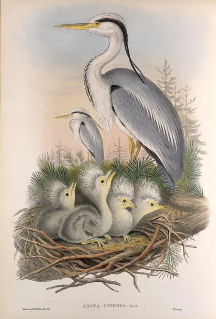 An illustration from The birds of Great Britain, 1862, leaf 223