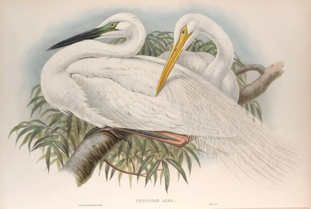 An illustration from The birds of Great Britain, 1862, leaf 225