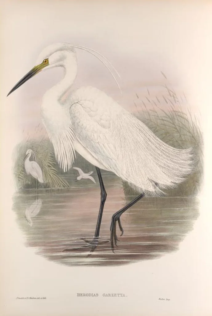 An illustration from The birds of Great Britain, 1862, leaf 226