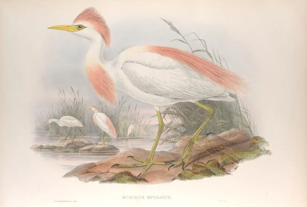 An illustration from The birds of Great Britain, 1862, leaf 227