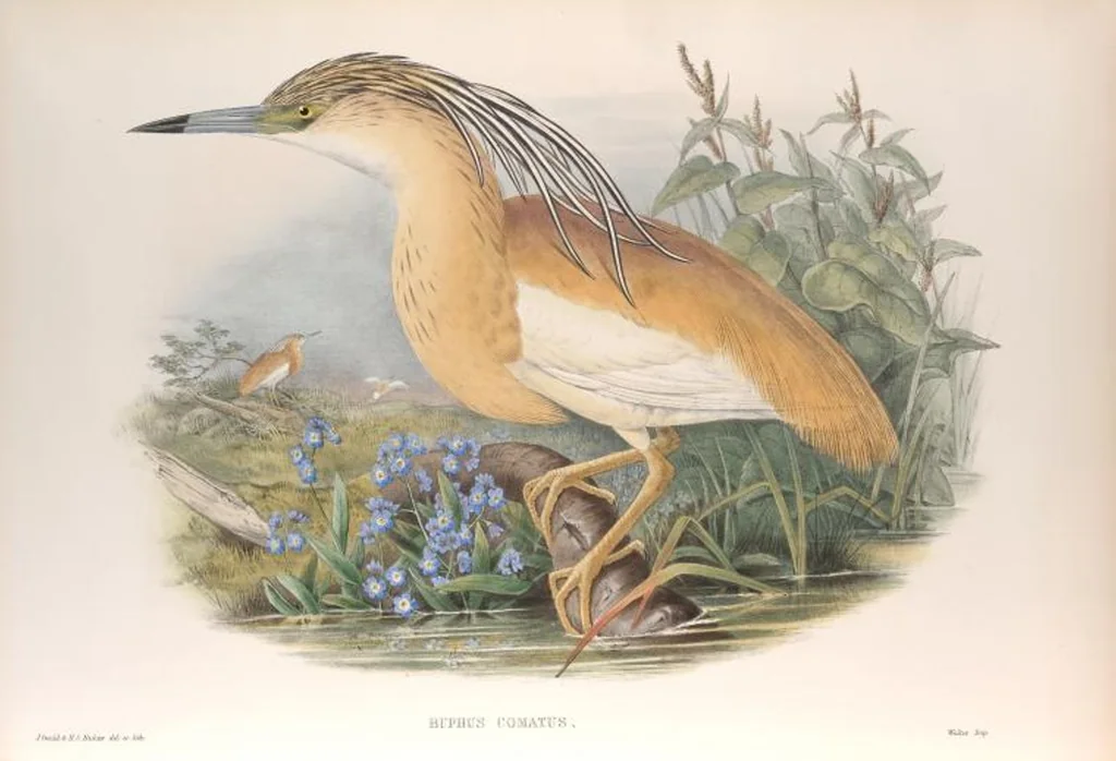 An illustration from The birds of Great Britain, 1862, leaf 228