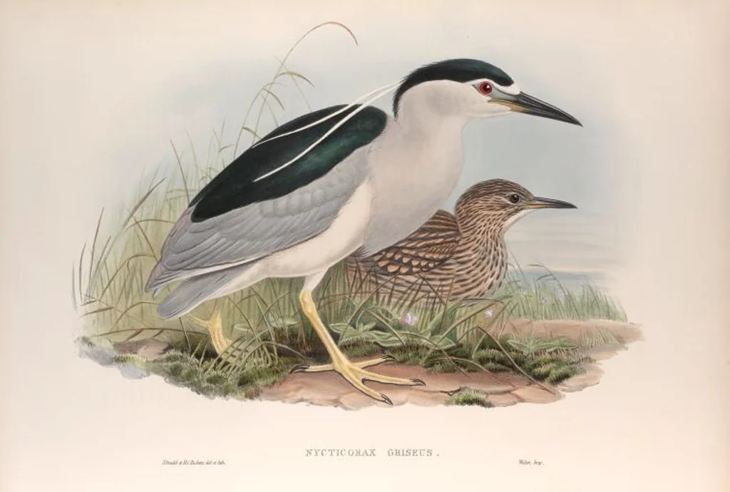 An illustration from The birds of Great Britain, 1862, leaf 229