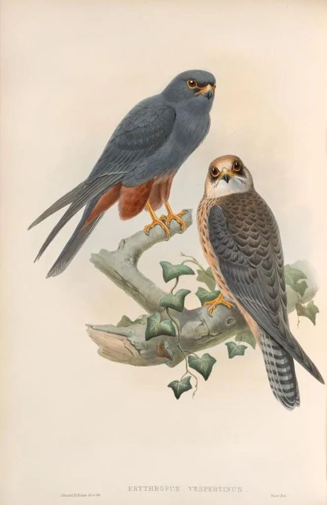 An illustration from The birds of Great Britain, 1862, leaf 23