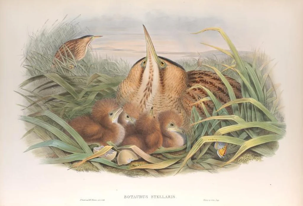 An illustration from The birds of Great Britain, 1862, leaf 230