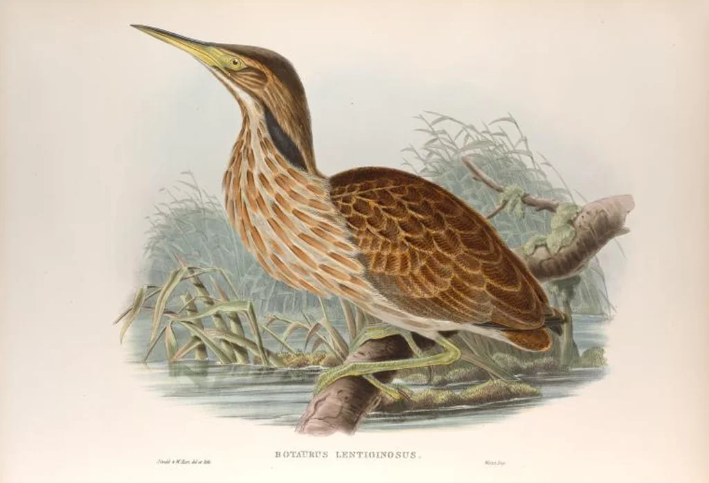An illustration from The birds of Great Britain, 1862, leaf 231