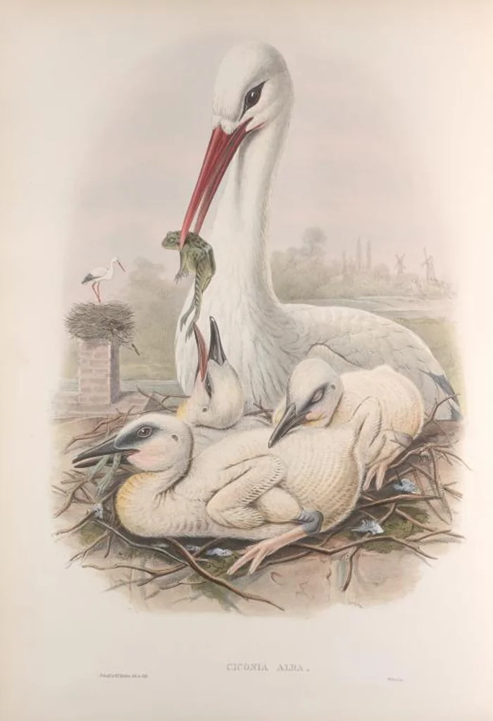 An illustration from The birds of Great Britain, 1862, leaf 233