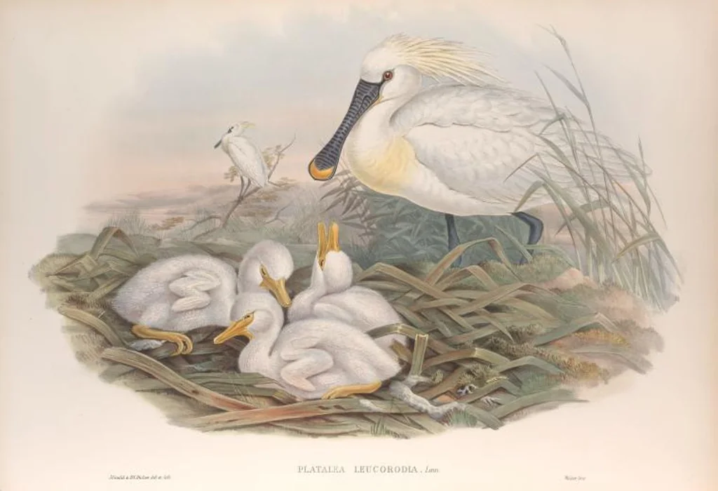 An illustration from The birds of Great Britain, 1862, leaf 235