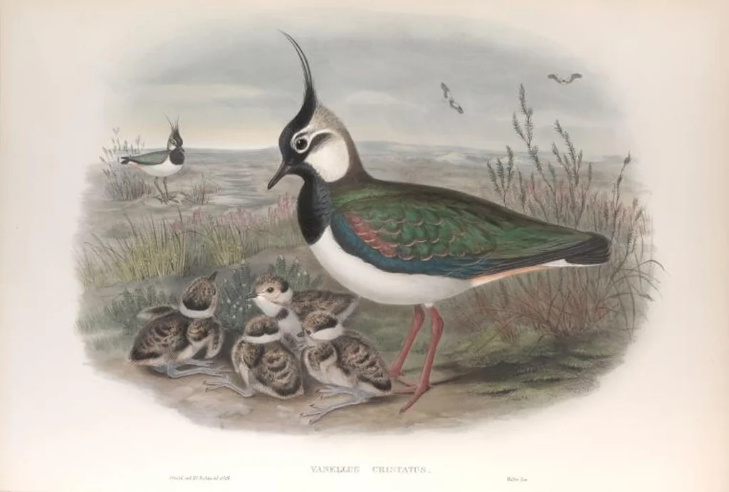 An illustration from The birds of Great Britain, 1862, leaf 236