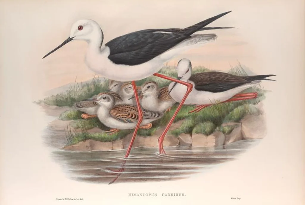 An illustration from The birds of Great Britain, 1862, leaf 237