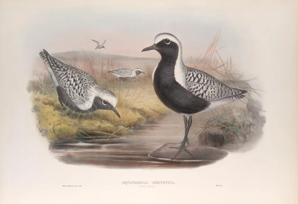 An illustration from The birds of Great Britain, 1862, leaf 239