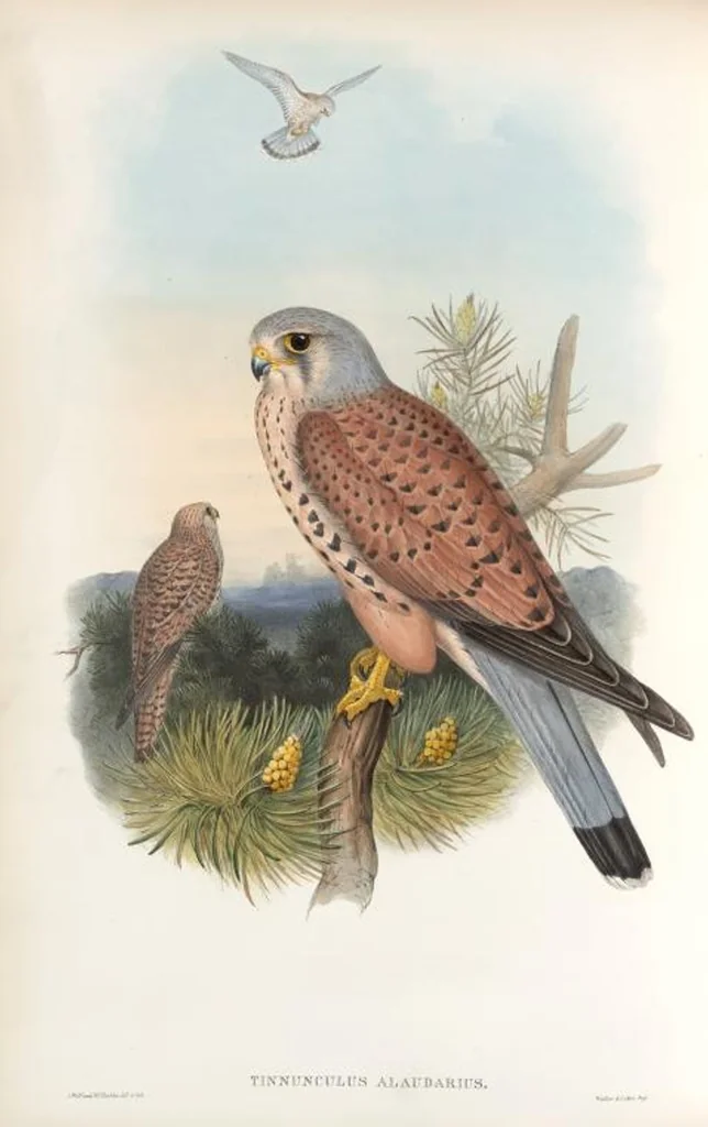 An illustration from The birds of Great Britain, 1862, leaf 24