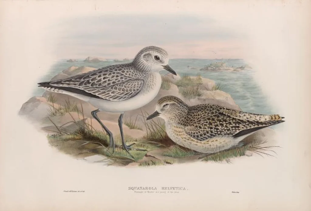 An illustration from The birds of Great Britain, 1862, leaf 240