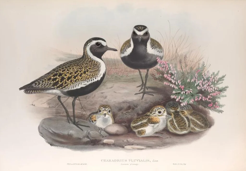 An illustration from The birds of Great Britain, 1862, leaf 241