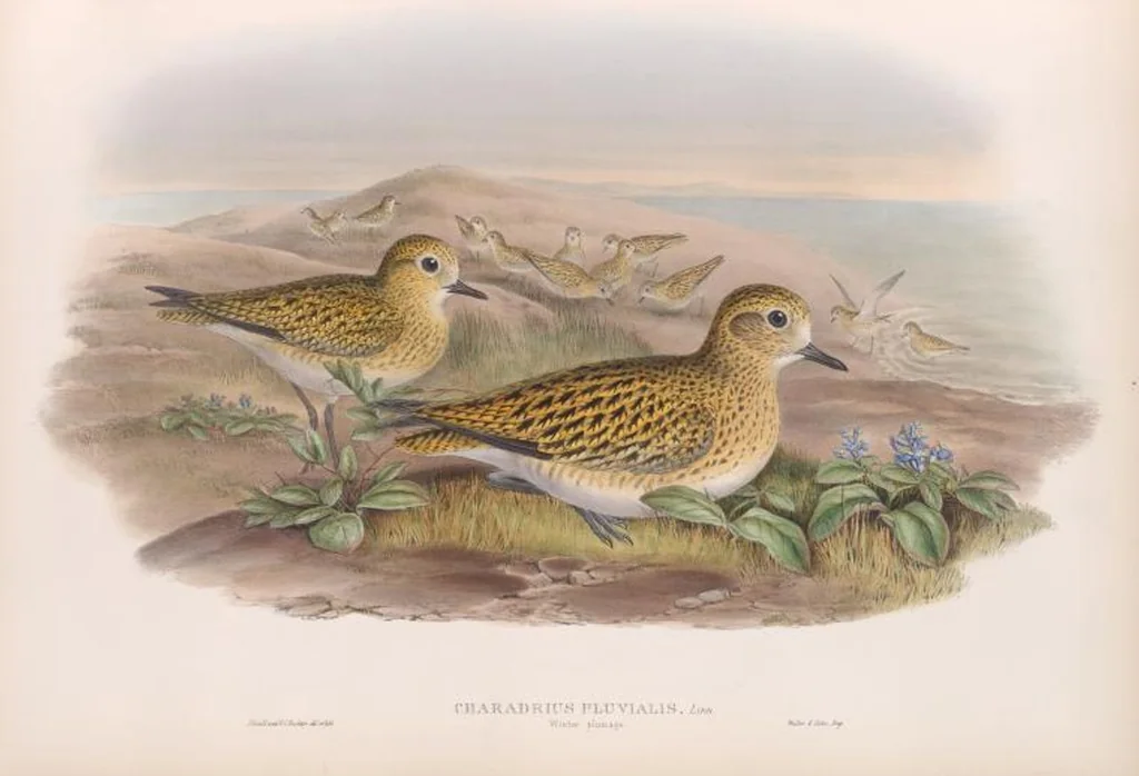 An illustration from The birds of Great Britain, 1862, leaf 242