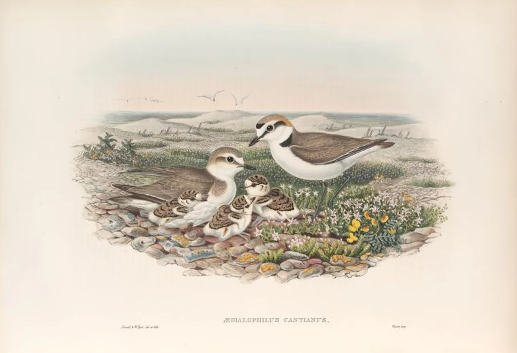 An illustration from The birds of Great Britain, 1862, leaf 243