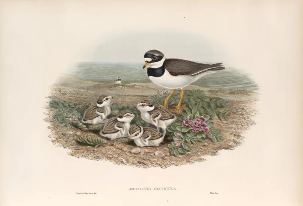 An illustration from The birds of Great Britain, 1862, leaf 244