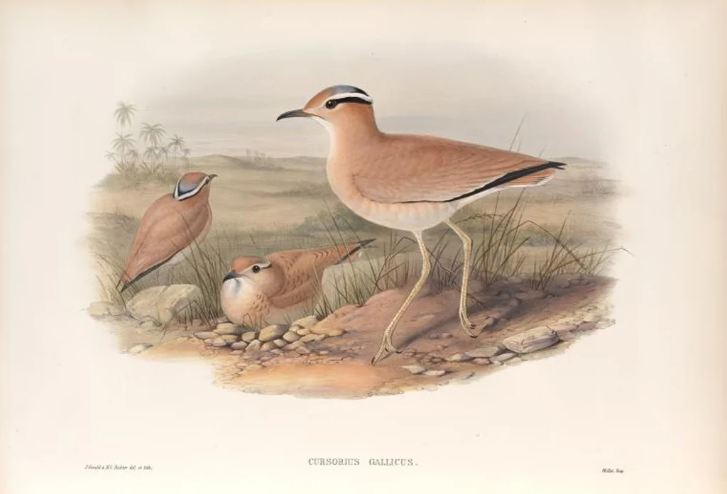 An illustration from The birds of Great Britain, 1862, leaf 247