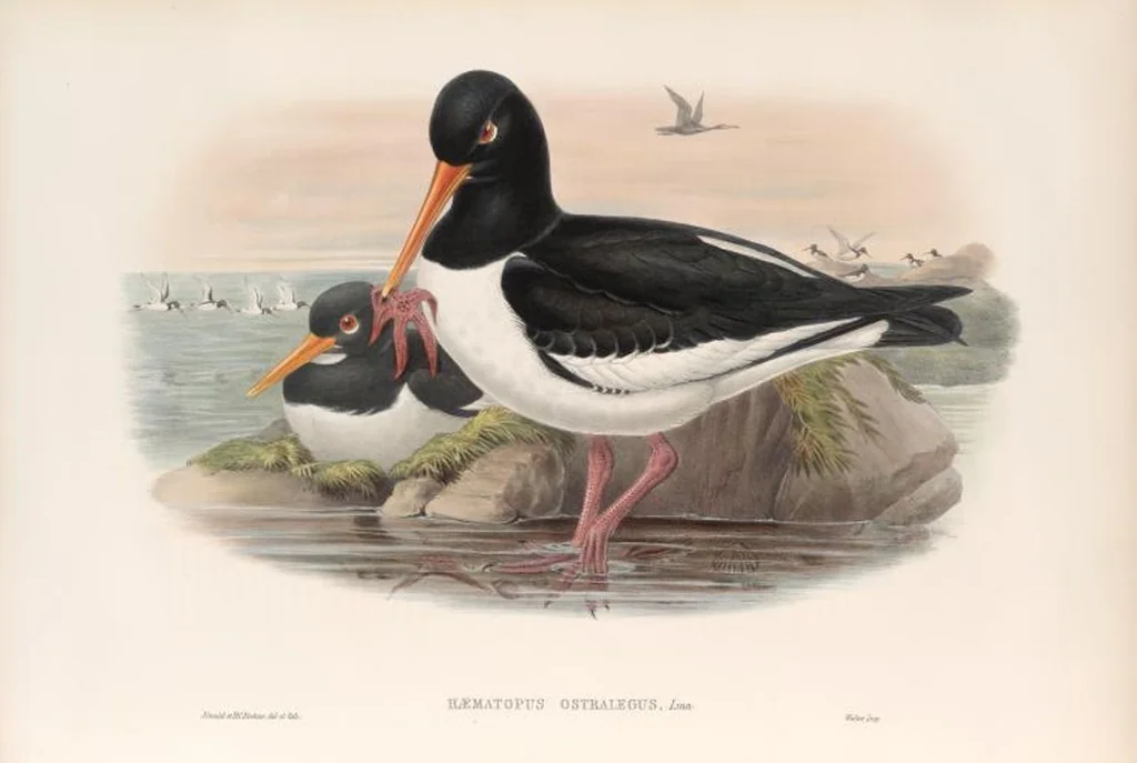 An illustration from The birds of Great Britain, 1862, leaf 248