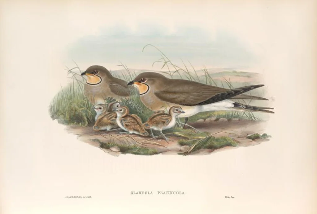 An illustration from The birds of Great Britain, 1862, leaf 249