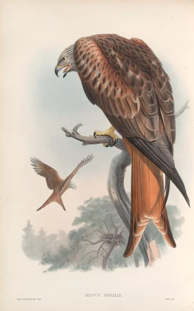 An illustration from The birds of Great Britain, 1862, leaf 25