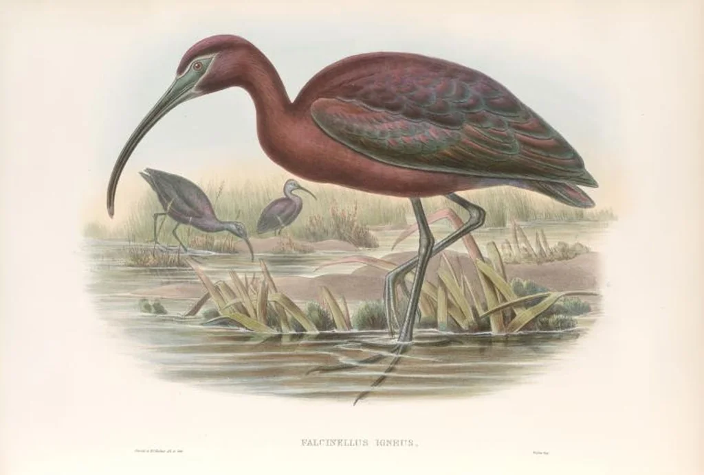 An illustration from The birds of Great Britain, 1862, leaf 250