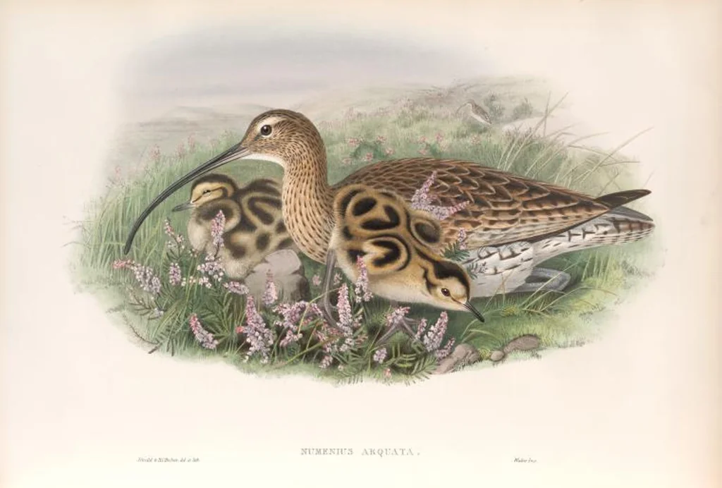 An illustration from The birds of Great Britain, 1862, leaf 251