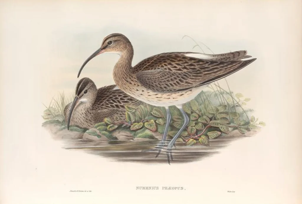 An illustration from The birds of Great Britain, 1862, leaf 252