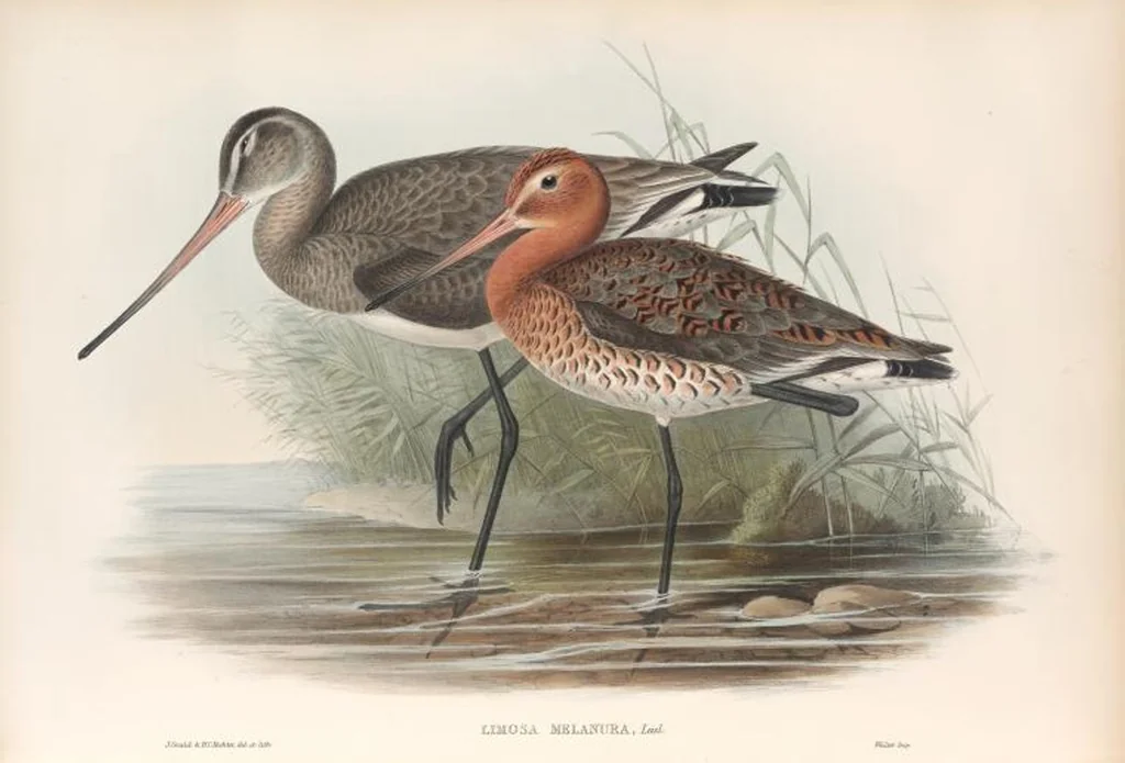 An illustration from The birds of Great Britain, 1862, leaf 253