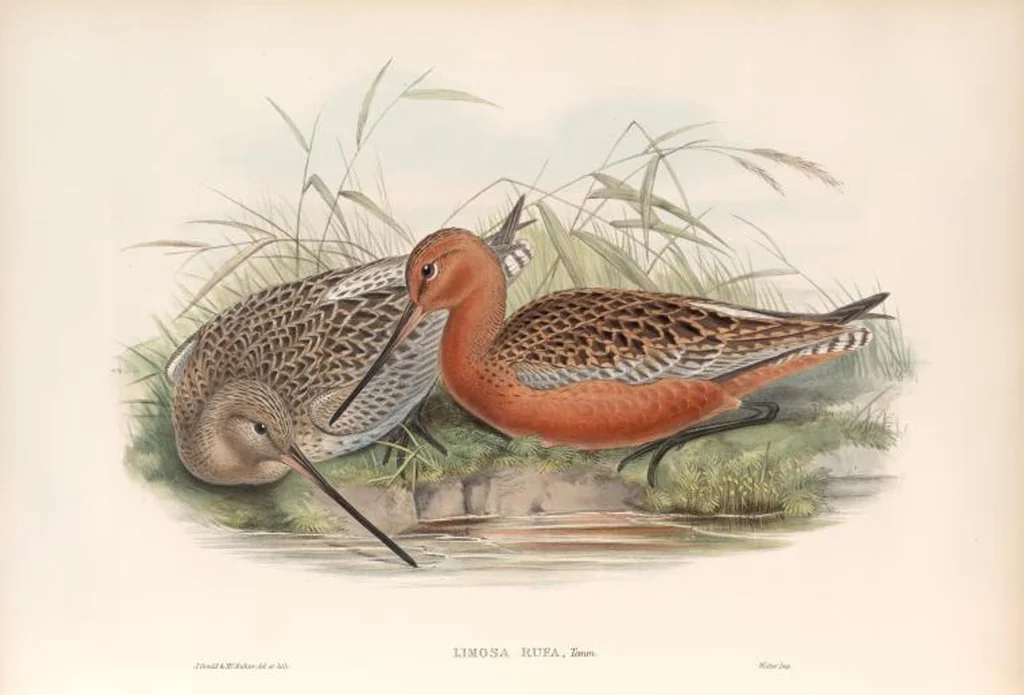 An illustration from The birds of Great Britain, 1862, leaf 254