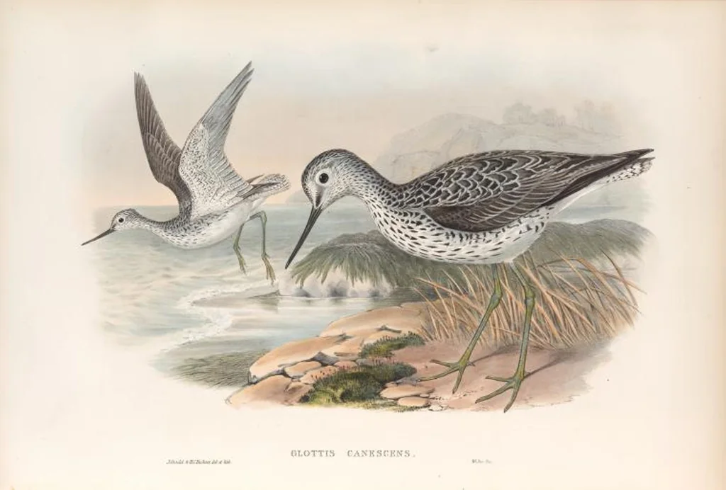 An illustration from The birds of Great Britain, 1862, leaf 256