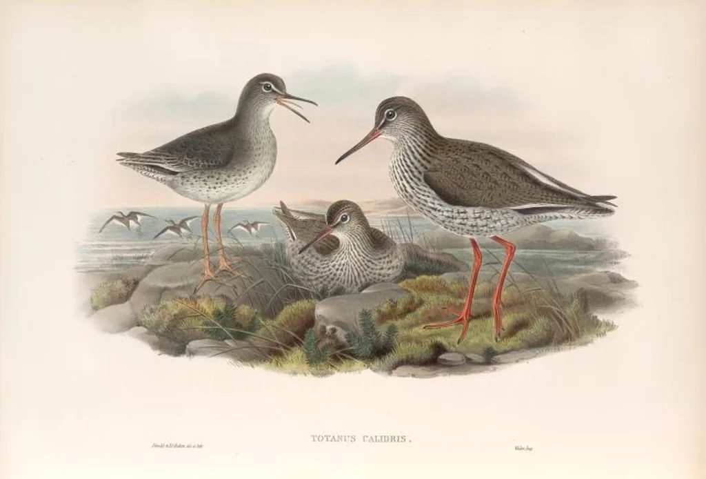 An illustration from The birds of Great Britain, 1862, leaf 257